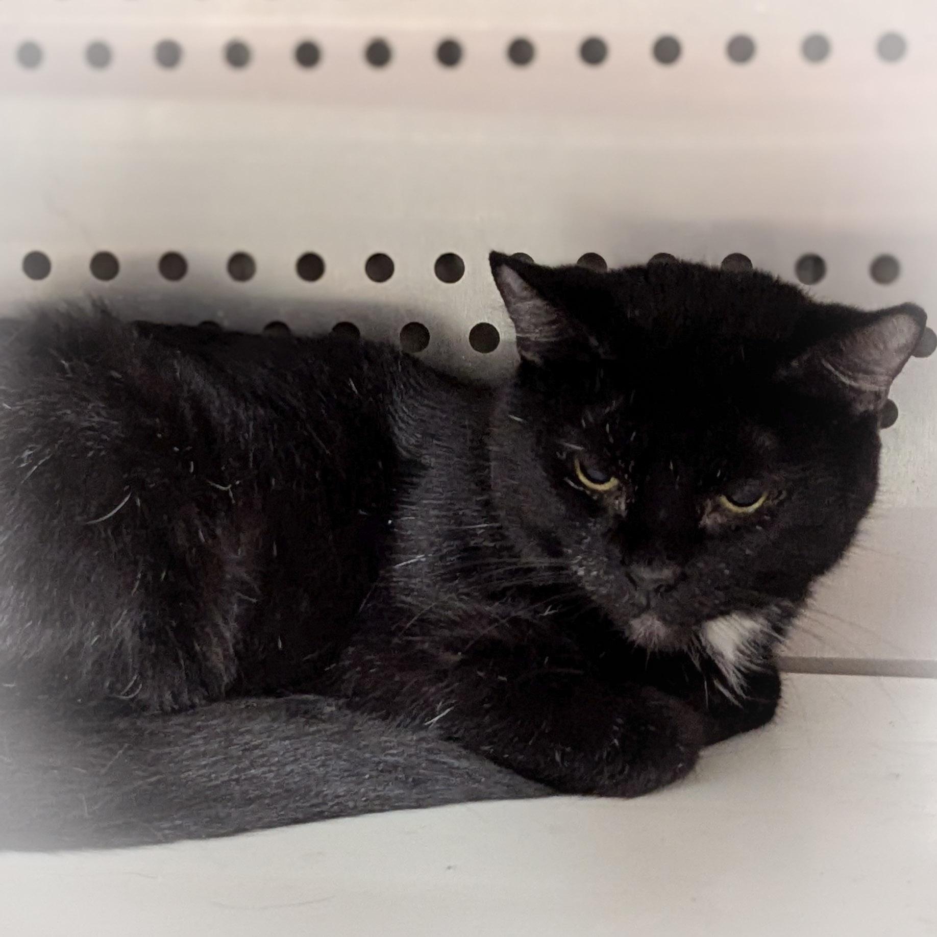 PANDORA, a Adoptable mixed breed in Griffith, IN image 2/4