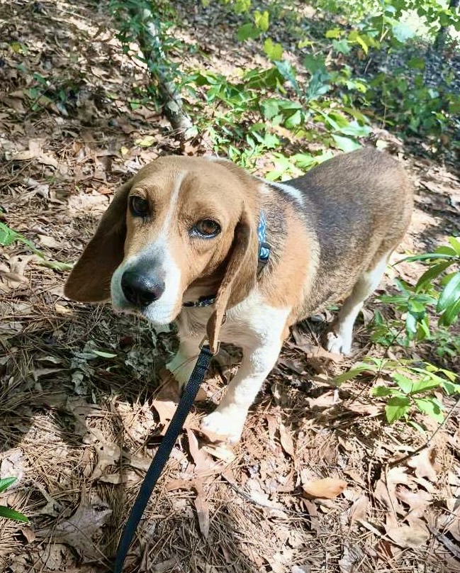 Enlarge Snoop, a Adopted Beagle in Charlotte, NC image 1/3