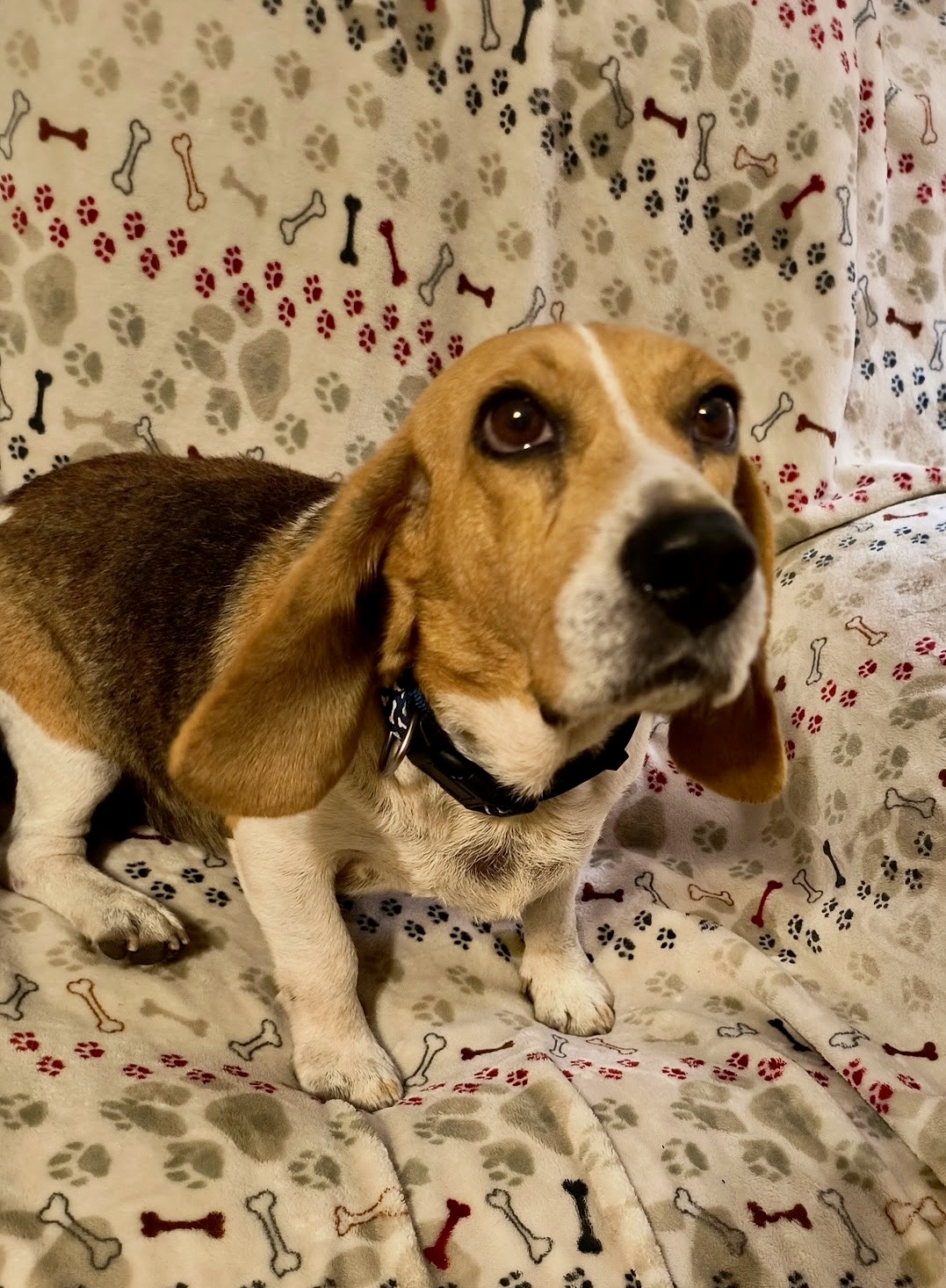 Enlarge Snoop, a Adopted Beagle in Charlotte, NC image 3/3