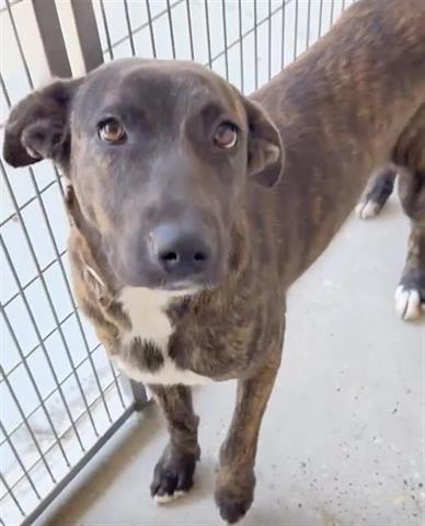 SHANIA, Adoptable, Young Female Belgian Shepherd / Malinois & Mixed Breed.