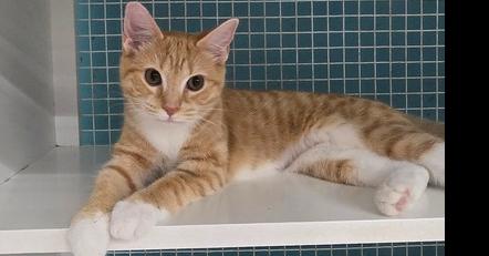 Enlarge Kinsley, a Adoptable Domestic Short Hair in Kinston, NC image 1/2
