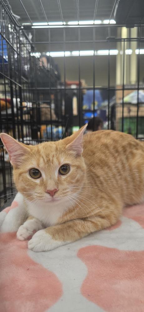 Enlarge Kinsley, a Adoptable Domestic Short Hair in Kinston, NC image 2/2