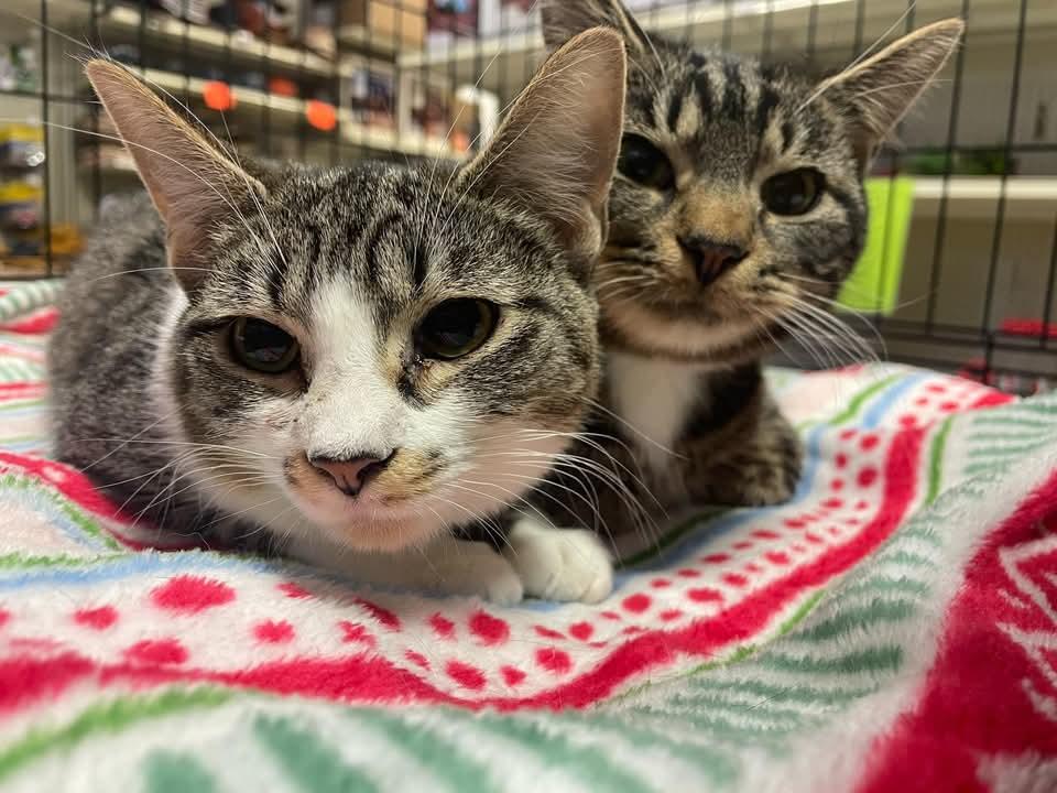 Enlarge Pistachio, a Adoptable Domestic Short Hair in Morgantown, WV image 1/2