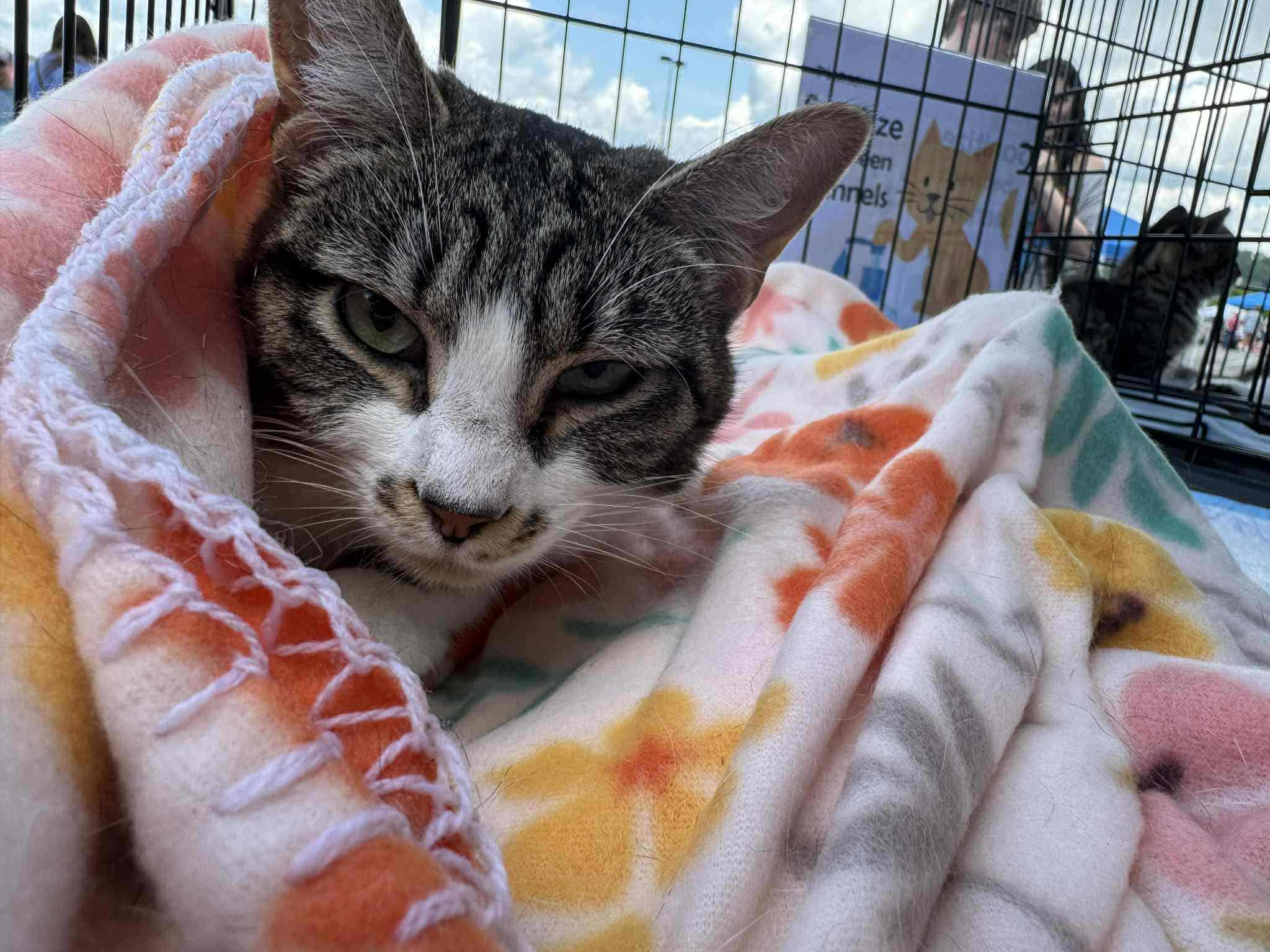 Enlarge Pistachio, a Adoptable Domestic Short Hair in Morgantown, WV image 2/2