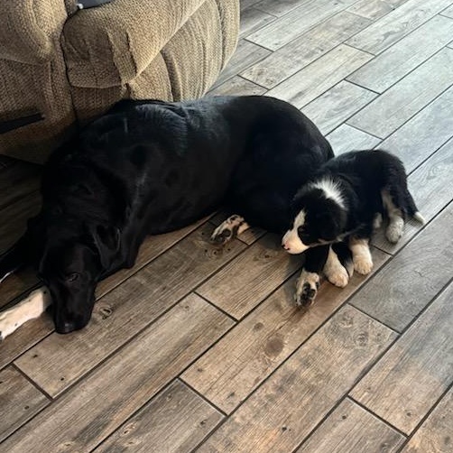 Weston, an adopted mixed breed in Watertown, WI image 4/4