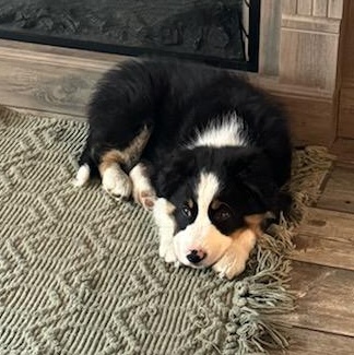 Weston, an adopted mixed breed in Watertown, WI image 3/4