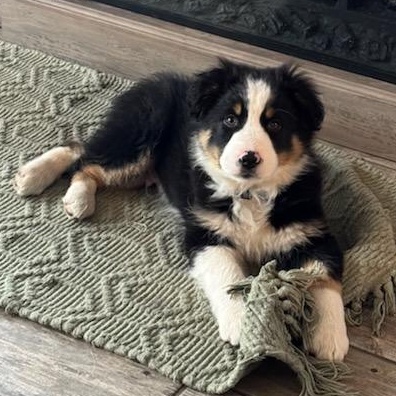 Weston, adopted, Puppy Male Border Collie.