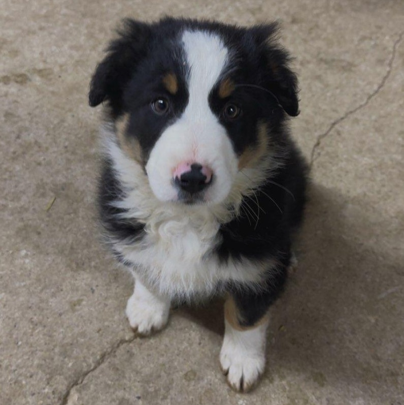 Weston, an adopted mixed breed in Watertown, WI image 2/4