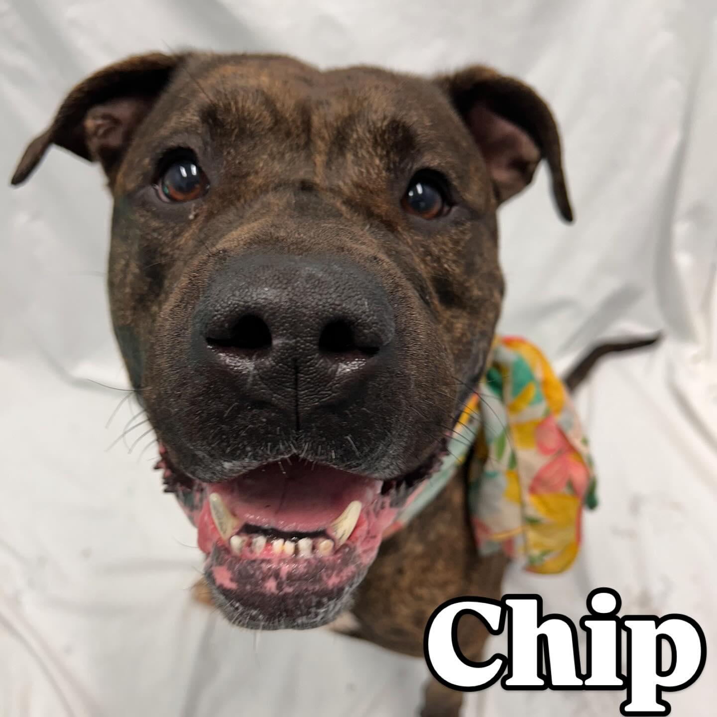 Chip Tag #499, Adult Male Pit Bull Terrier