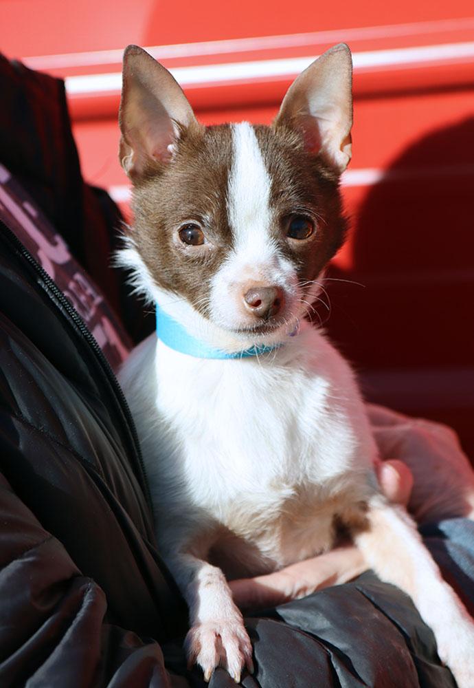 Enlarge Jose (AO35667), an adopted Chihuahua in Kansas City, KS image 3/3