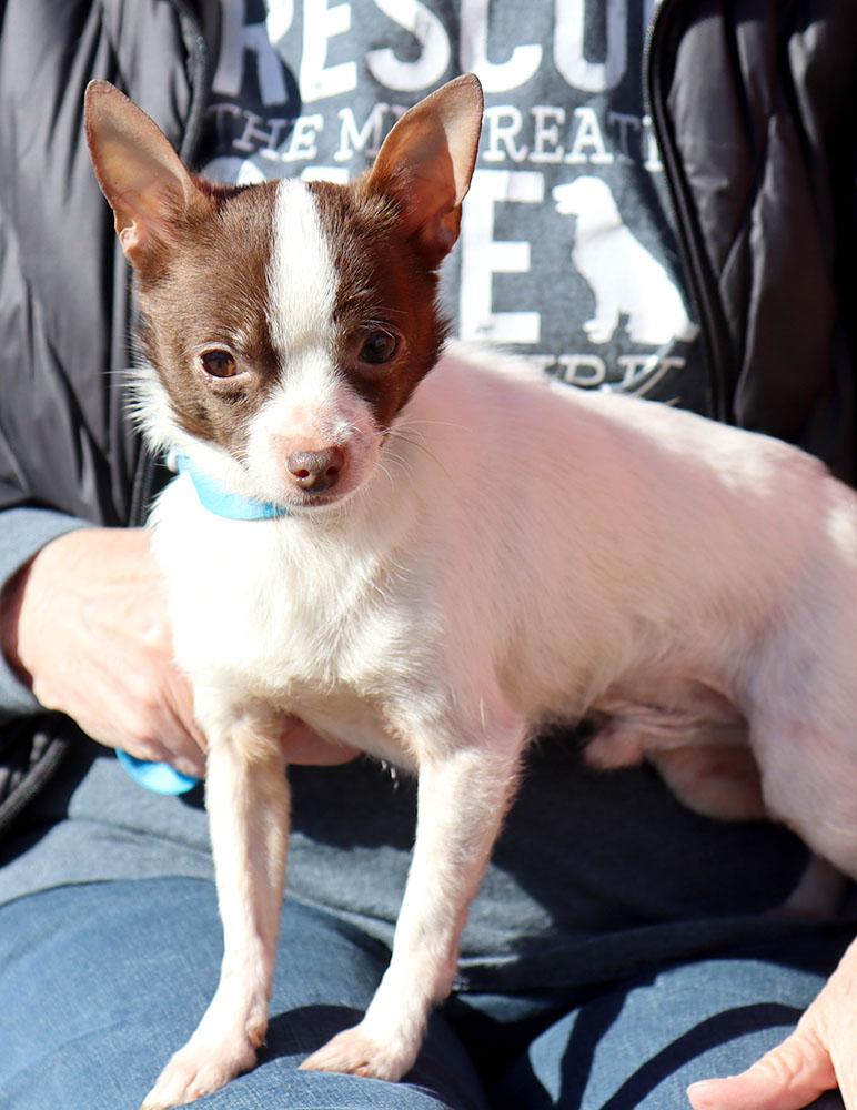 Enlarge Jose (AO35667), an adopted Chihuahua in Kansas City, KS image 2/3