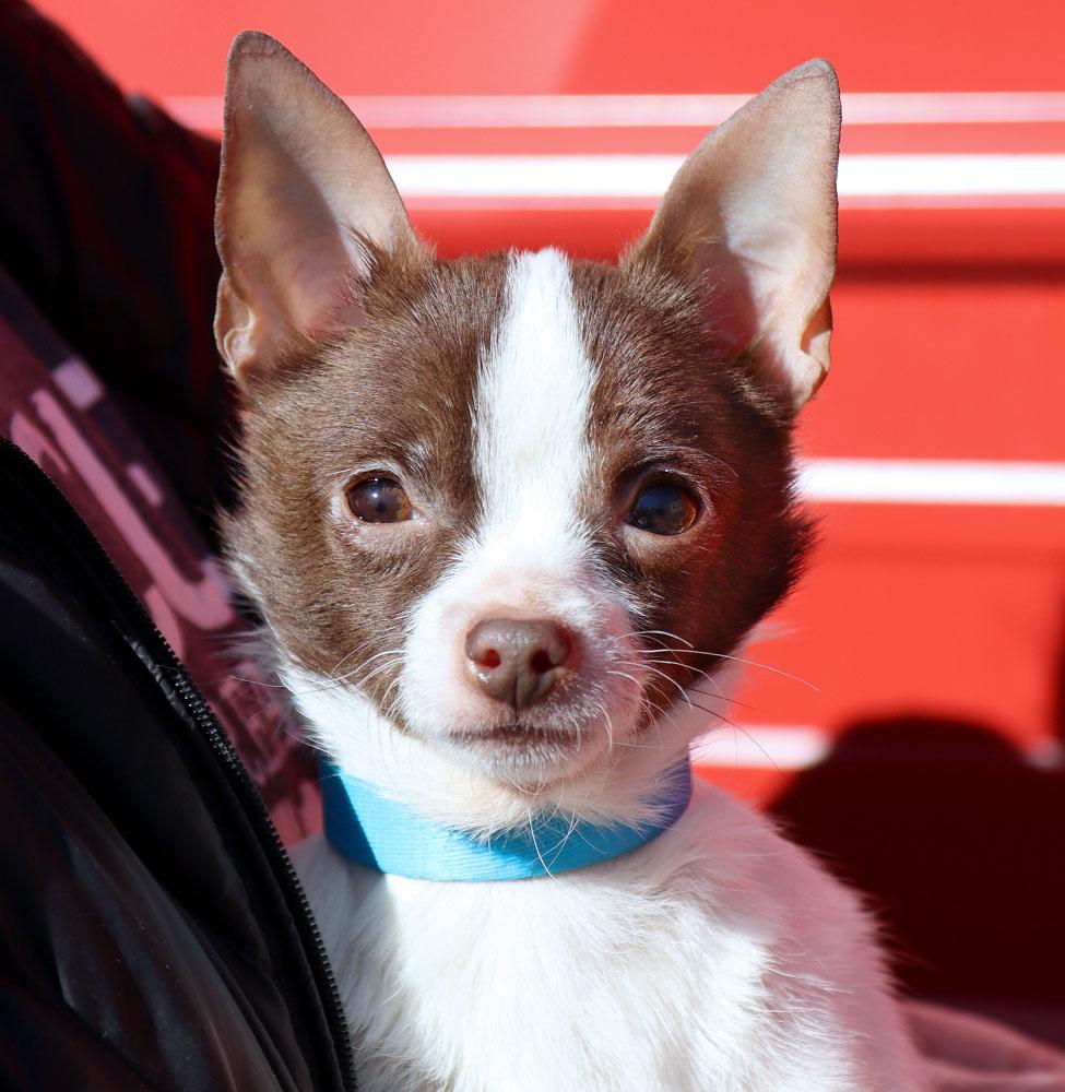 Enlarge Jose (AO35667), an adopted Chihuahua in Kansas City, KS image 1/3