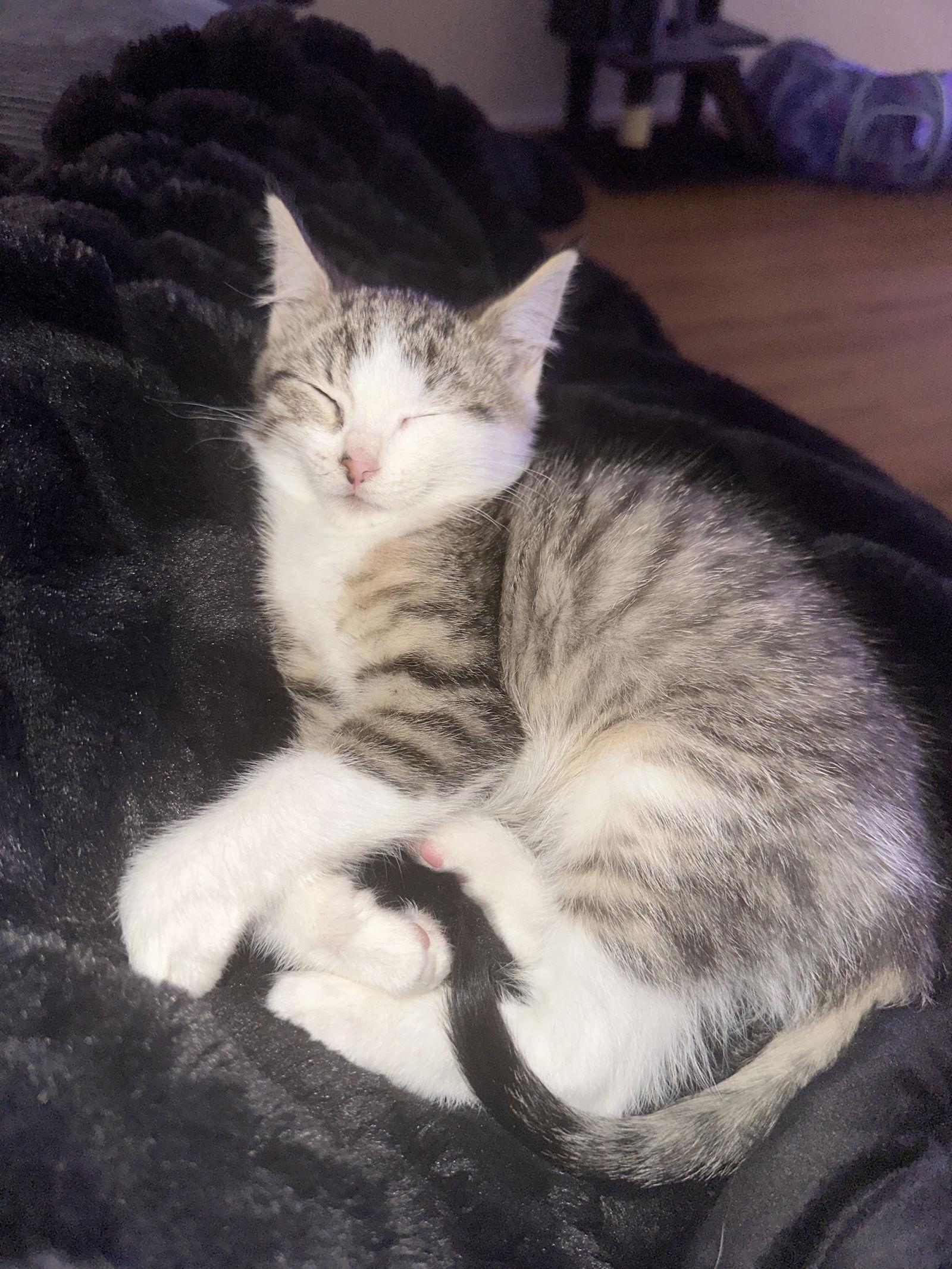 Yappie, a Adopted Domestic Short Hair in Burlington, WA image 1/3