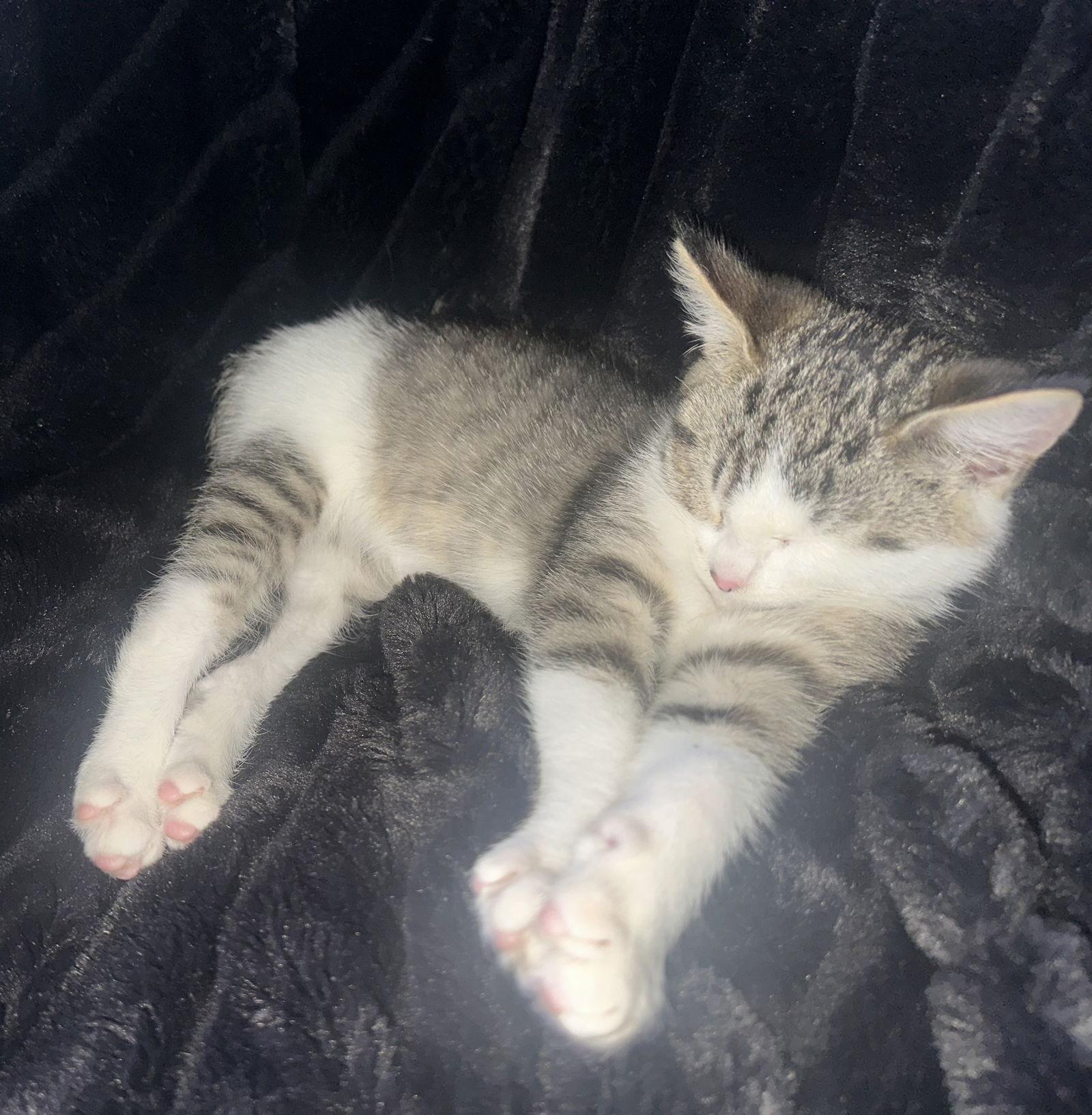 Yappie, a Adopted Domestic Short Hair in Burlington, WA image 2/3