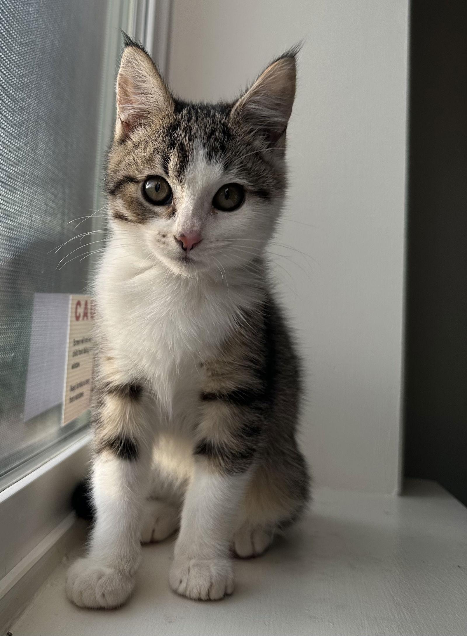 Yappie, a Adopted Domestic Short Hair in Burlington, WA image 3/3