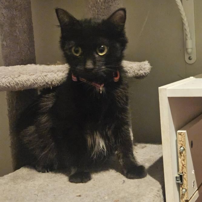 Enlarge Aurora, a ADOPTABLE Domestic Long Hair in Annapolis, MD image 1/5