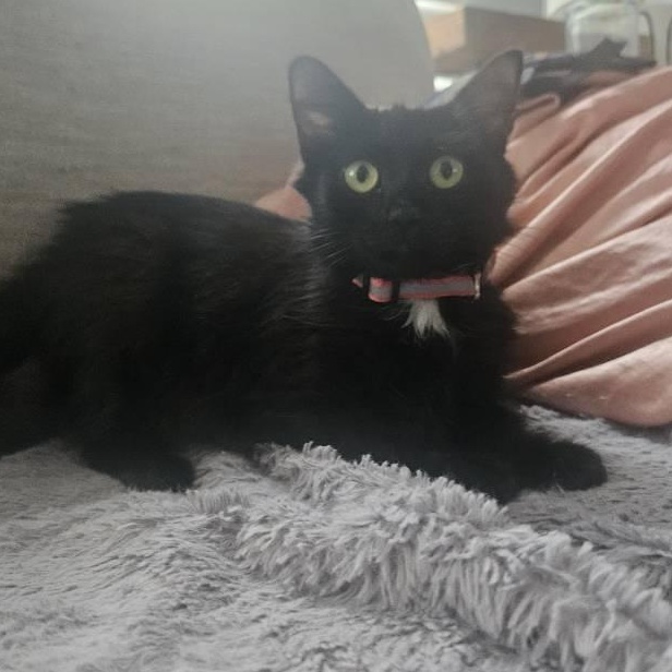 Enlarge Aurora, a ADOPTABLE Domestic Long Hair in Annapolis, MD image 3/5