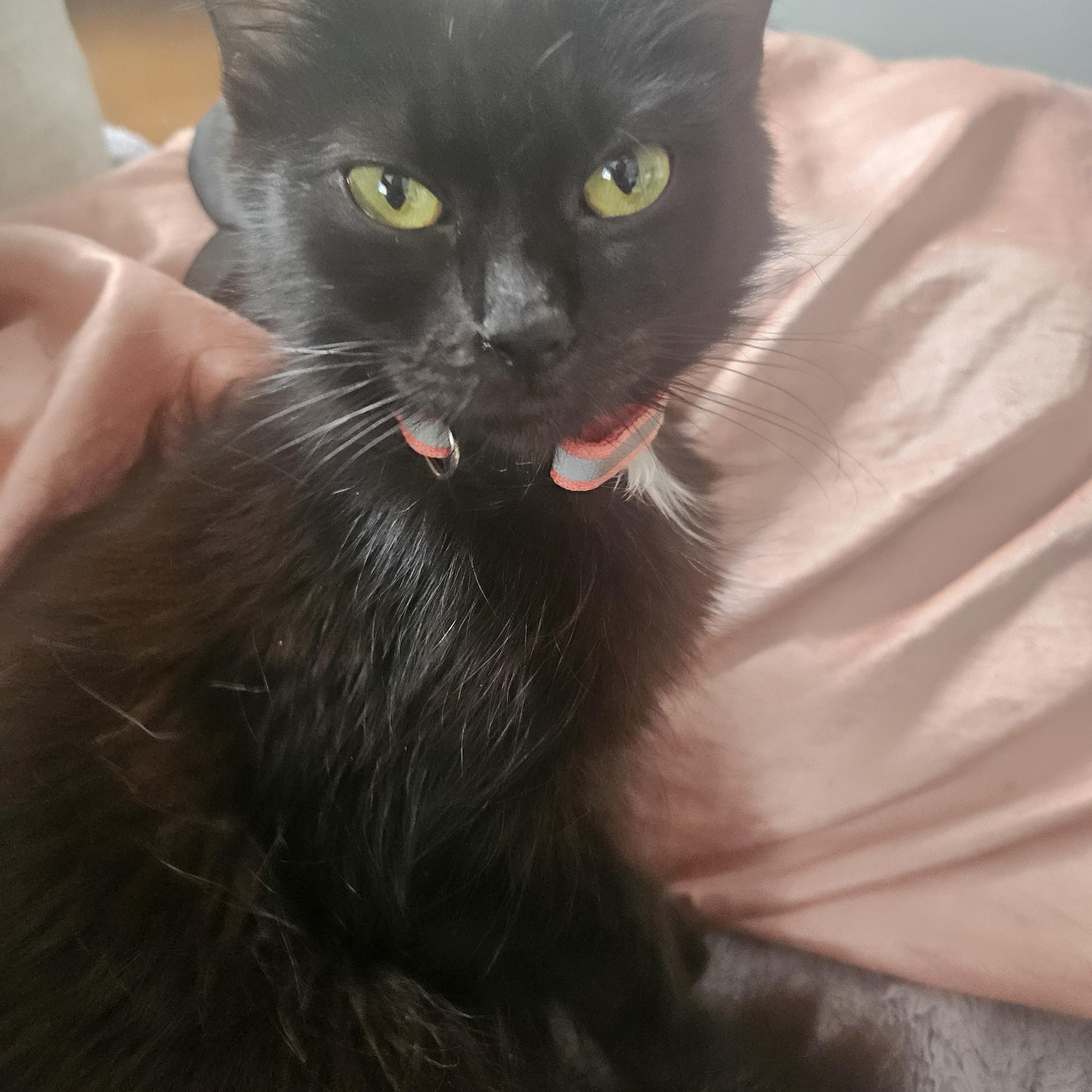 Enlarge Aurora, a ADOPTABLE Domestic Long Hair in Annapolis, MD image 4/5