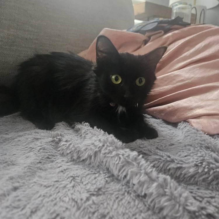 Enlarge Aurora, a ADOPTABLE Domestic Long Hair in Annapolis, MD image 2/5