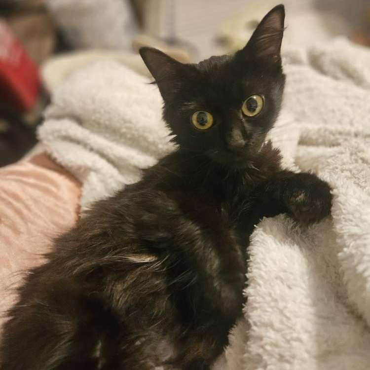 Enlarge Aurora, a ADOPTABLE Domestic Long Hair in Annapolis, MD image 5/5