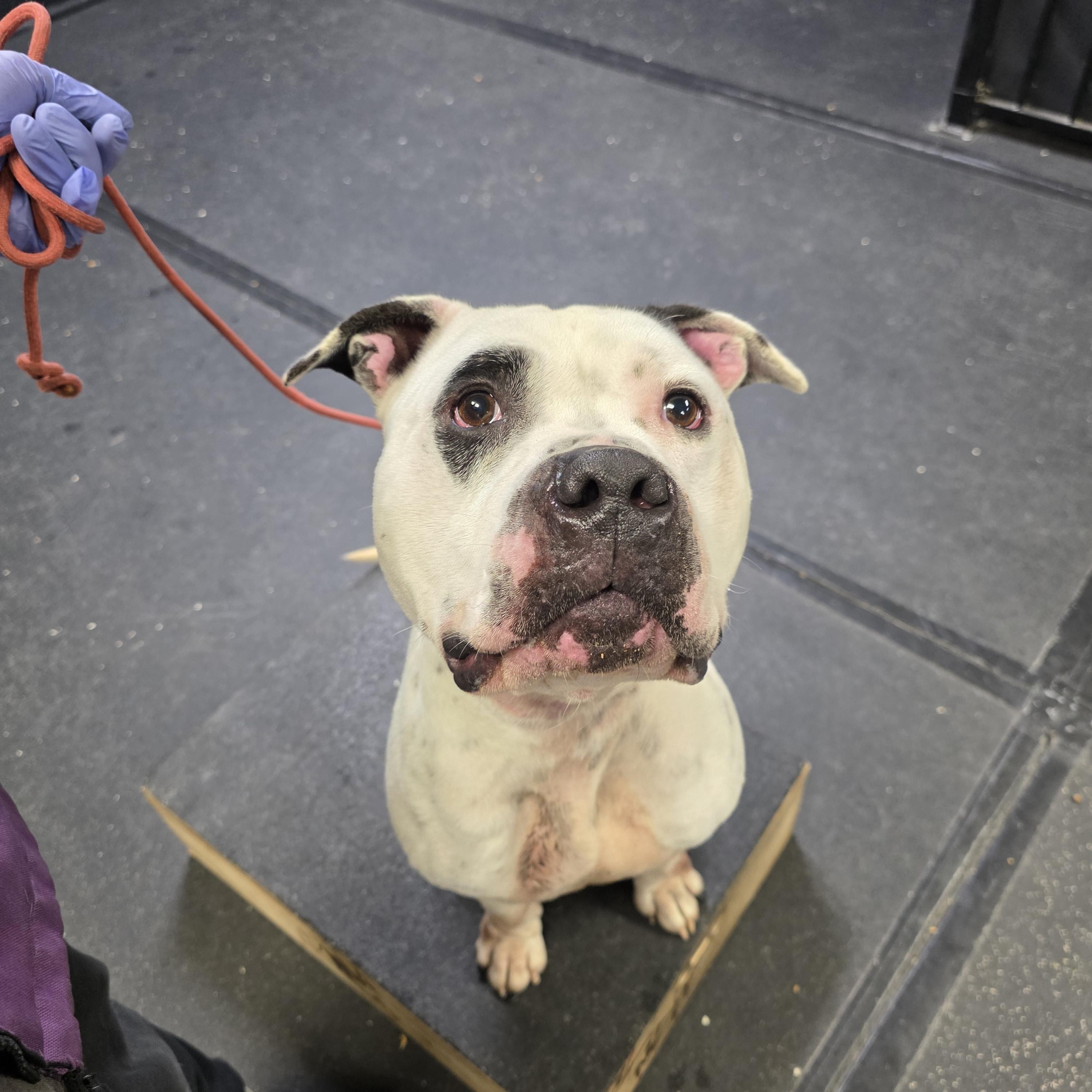 Nutty, a ADOPTABLE American Staffordshire Terrier in San Juan Bautista, CA image 4/4