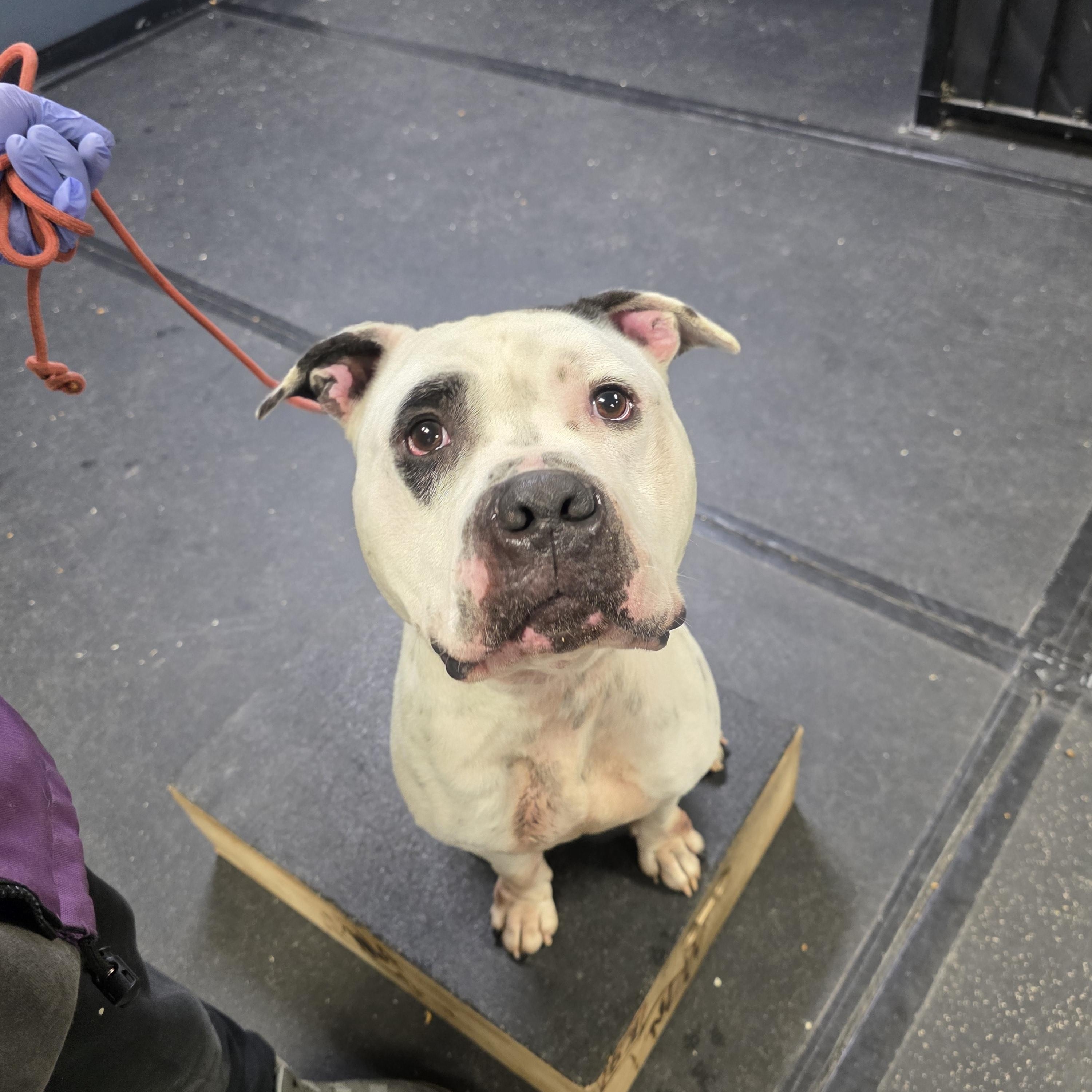 Nutty, a ADOPTABLE American Staffordshire Terrier in San Juan Bautista, CA image 1/4