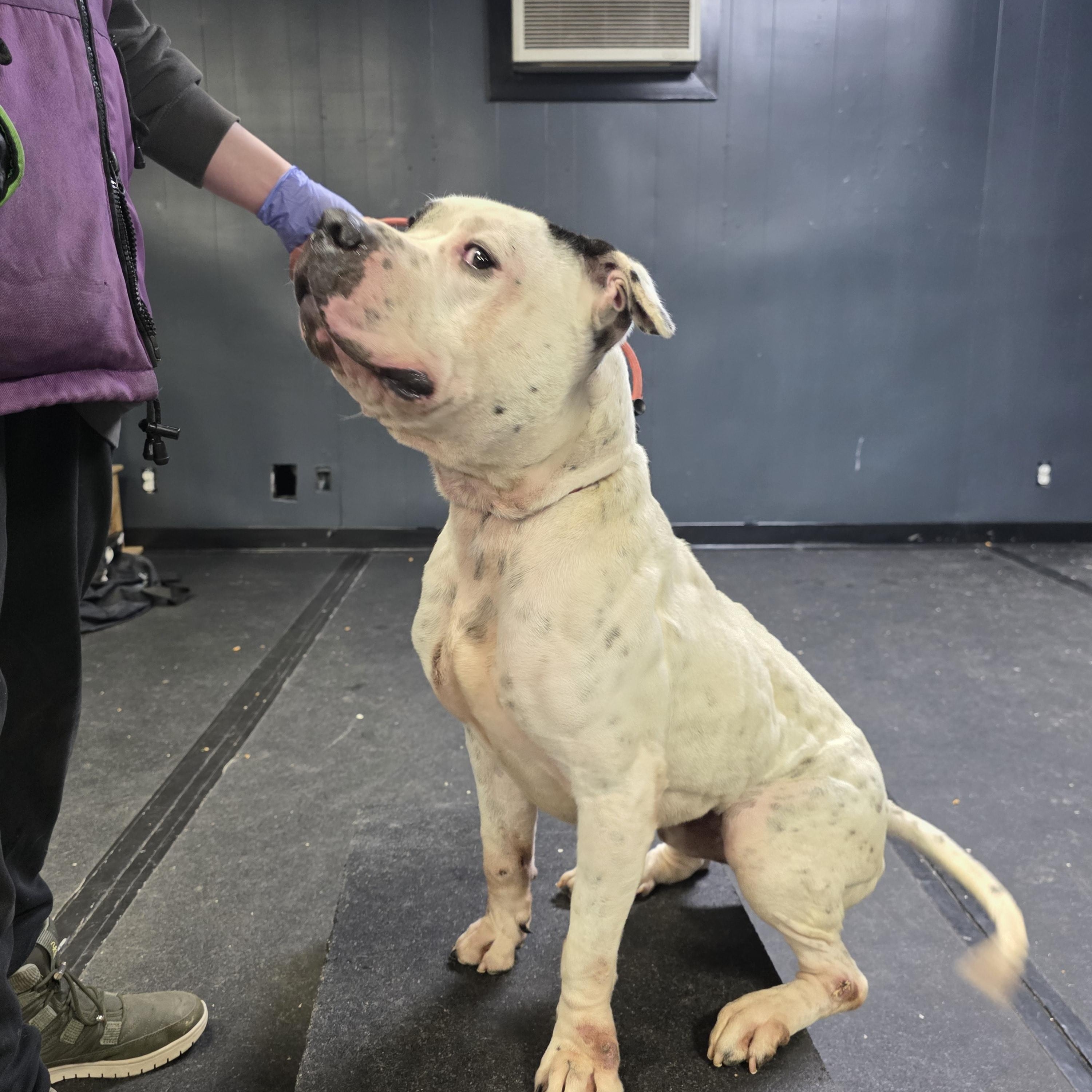 Nutty, a ADOPTABLE American Staffordshire Terrier in San Juan Bautista, CA image 3/4