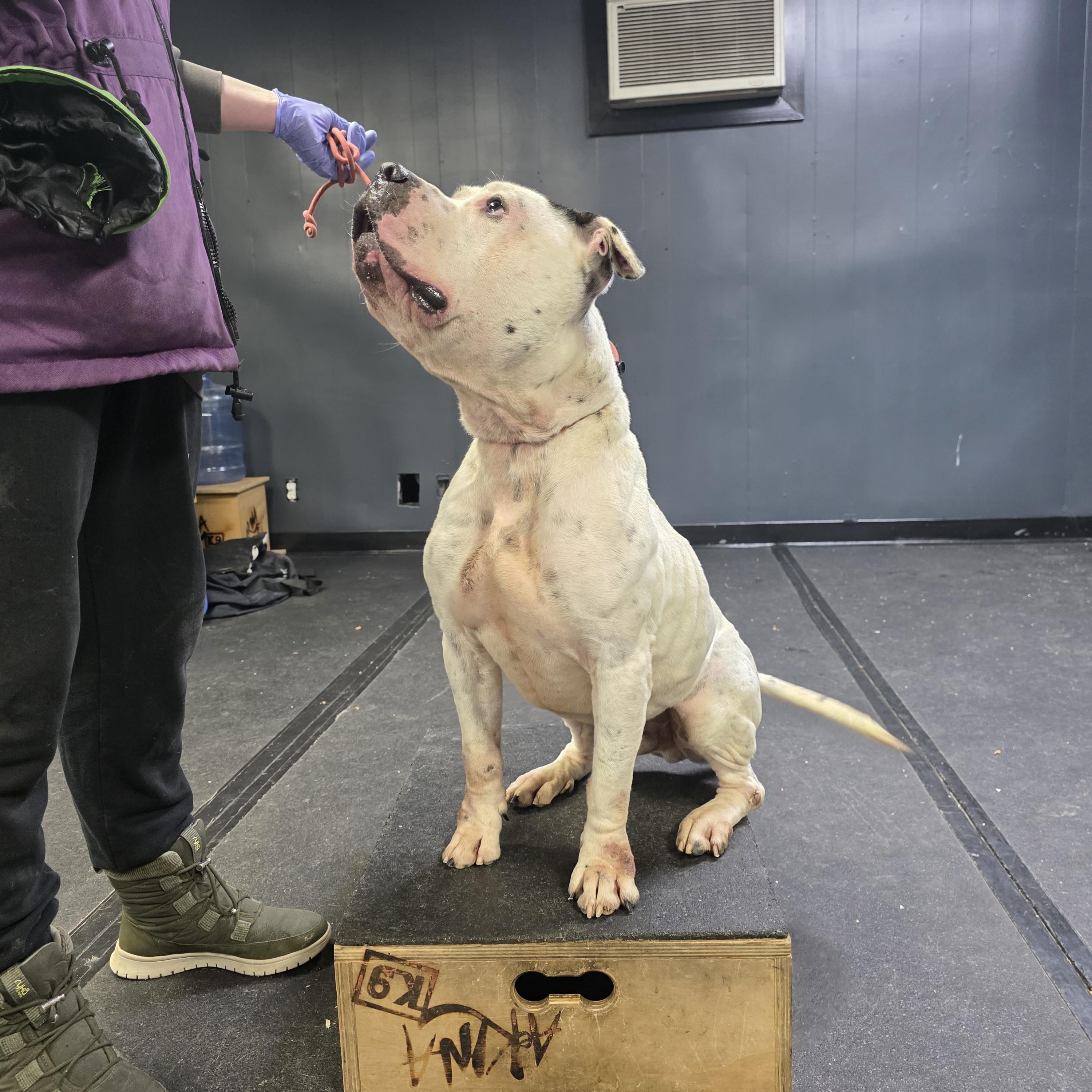 Nutty, a ADOPTABLE American Staffordshire Terrier in San Juan Bautista, CA image 2/4