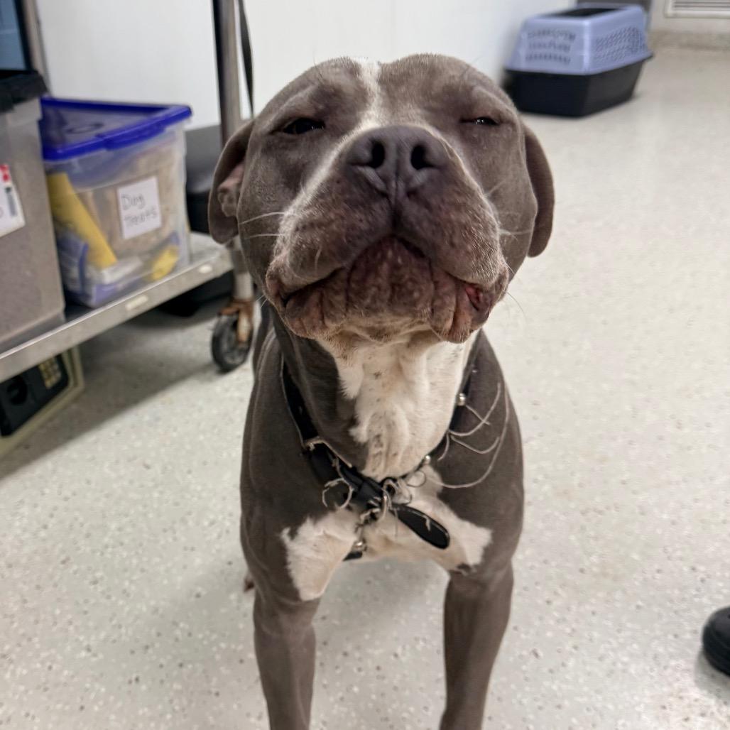 Baku, Adoptable, Adult Male Pit Bull Terrier.