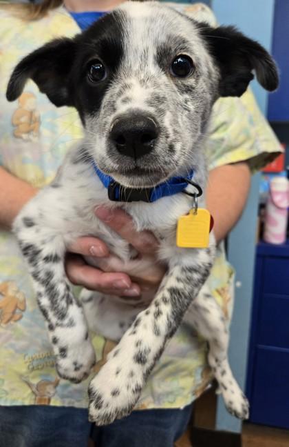 Enlarge Dolly, a Adopted Mixed Breed in Stanwood, WA image 1/1
