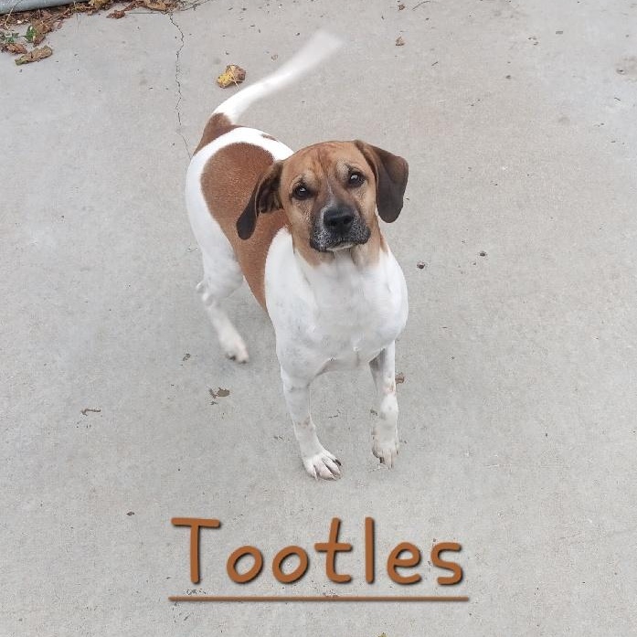 TOOTLES, Adoptable, Young Male Terrier.