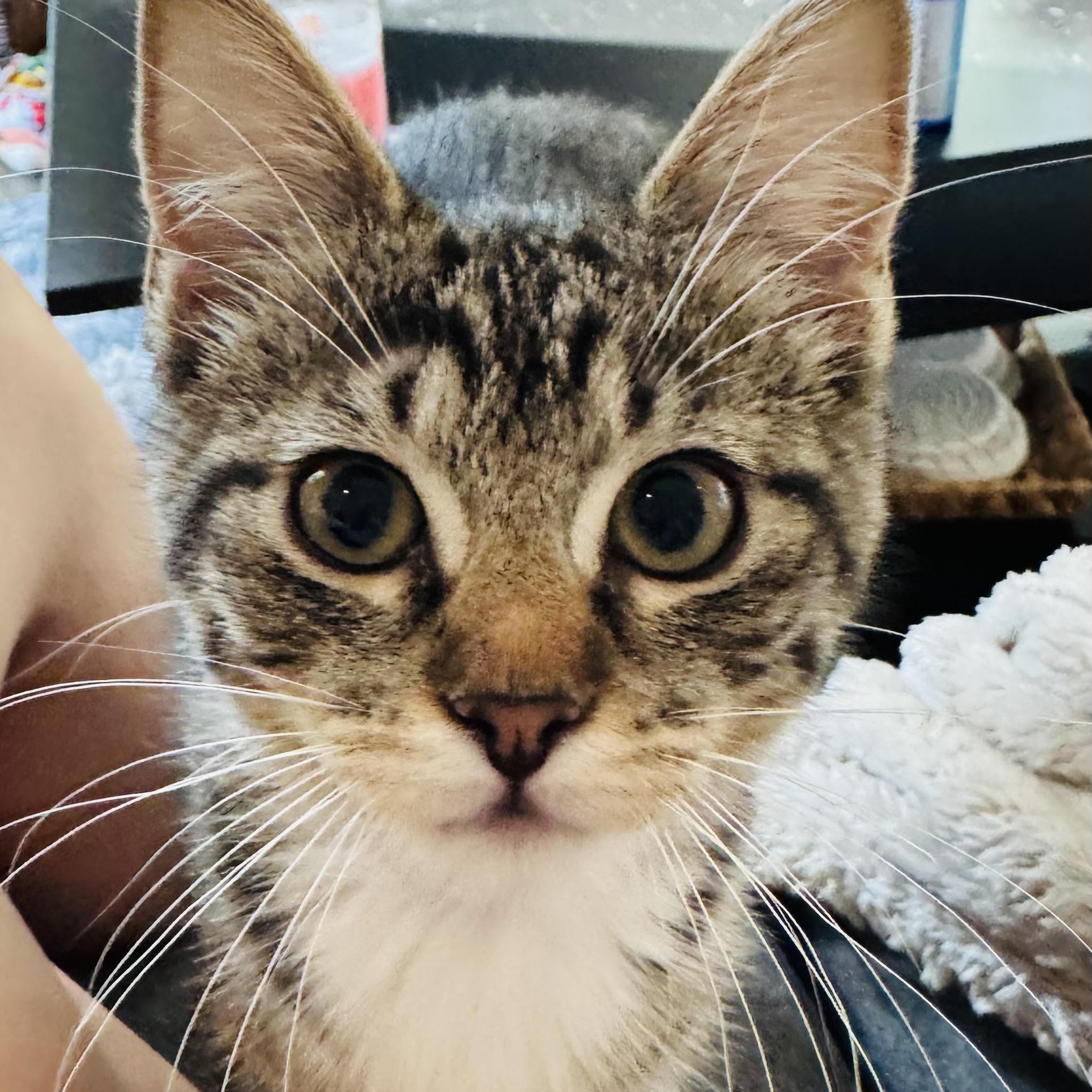 Enlarge Pretzel and Potato Chip, a Adoptable Domestic Short Hair in Colorado Springs, CO image 2/5