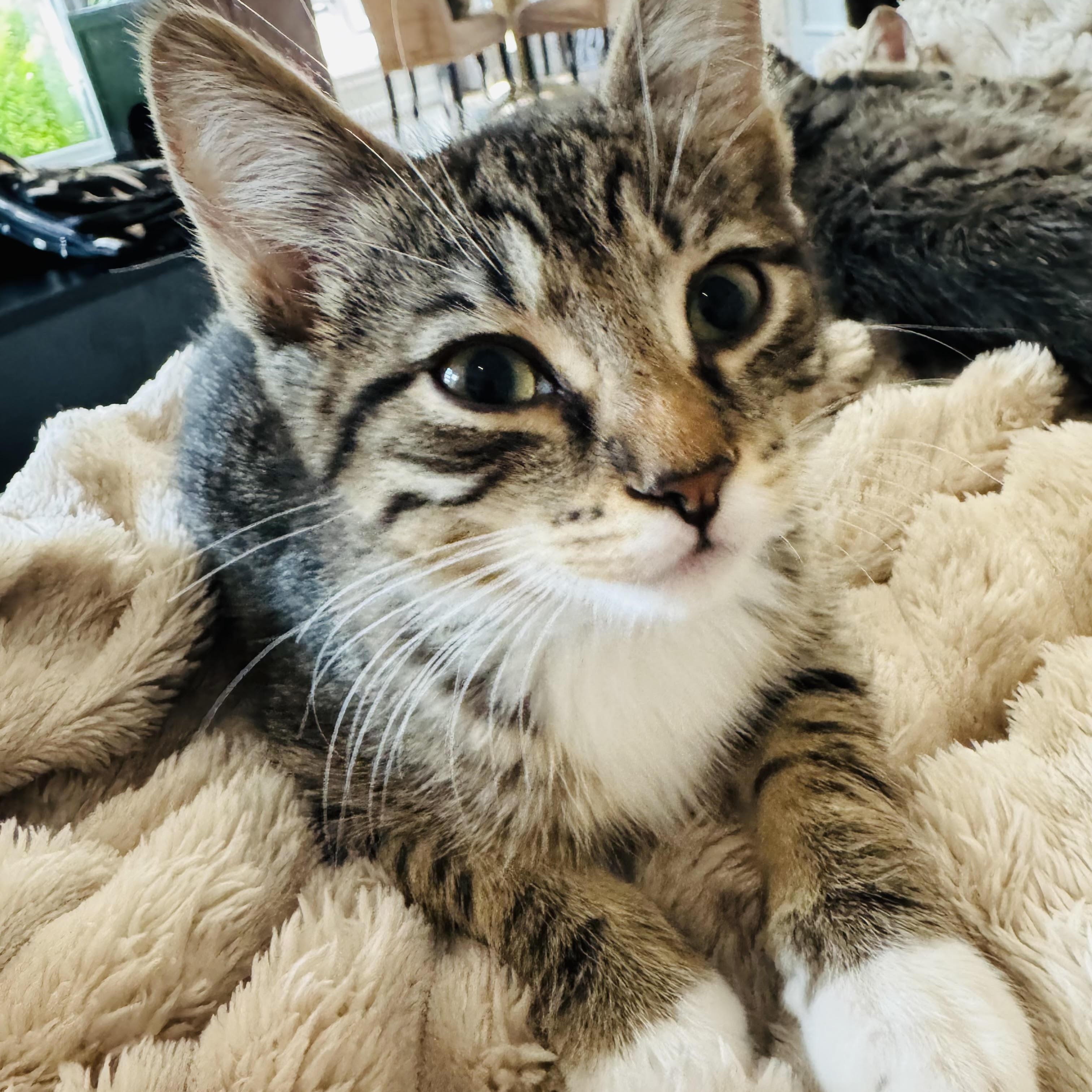 Enlarge Pretzel and Potato Chip, a Adoptable Domestic Short Hair in Colorado Springs, CO image 1/5