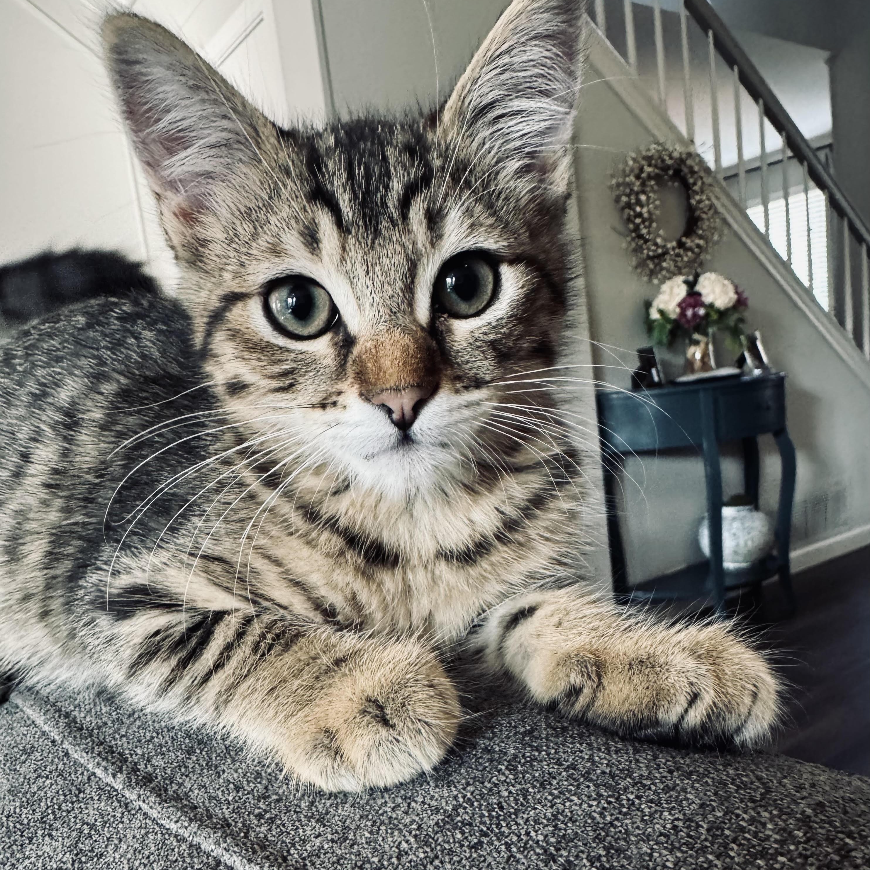 Enlarge Pretzel and Potato Chip, a Adoptable Domestic Short Hair in Colorado Springs, CO image 5/5