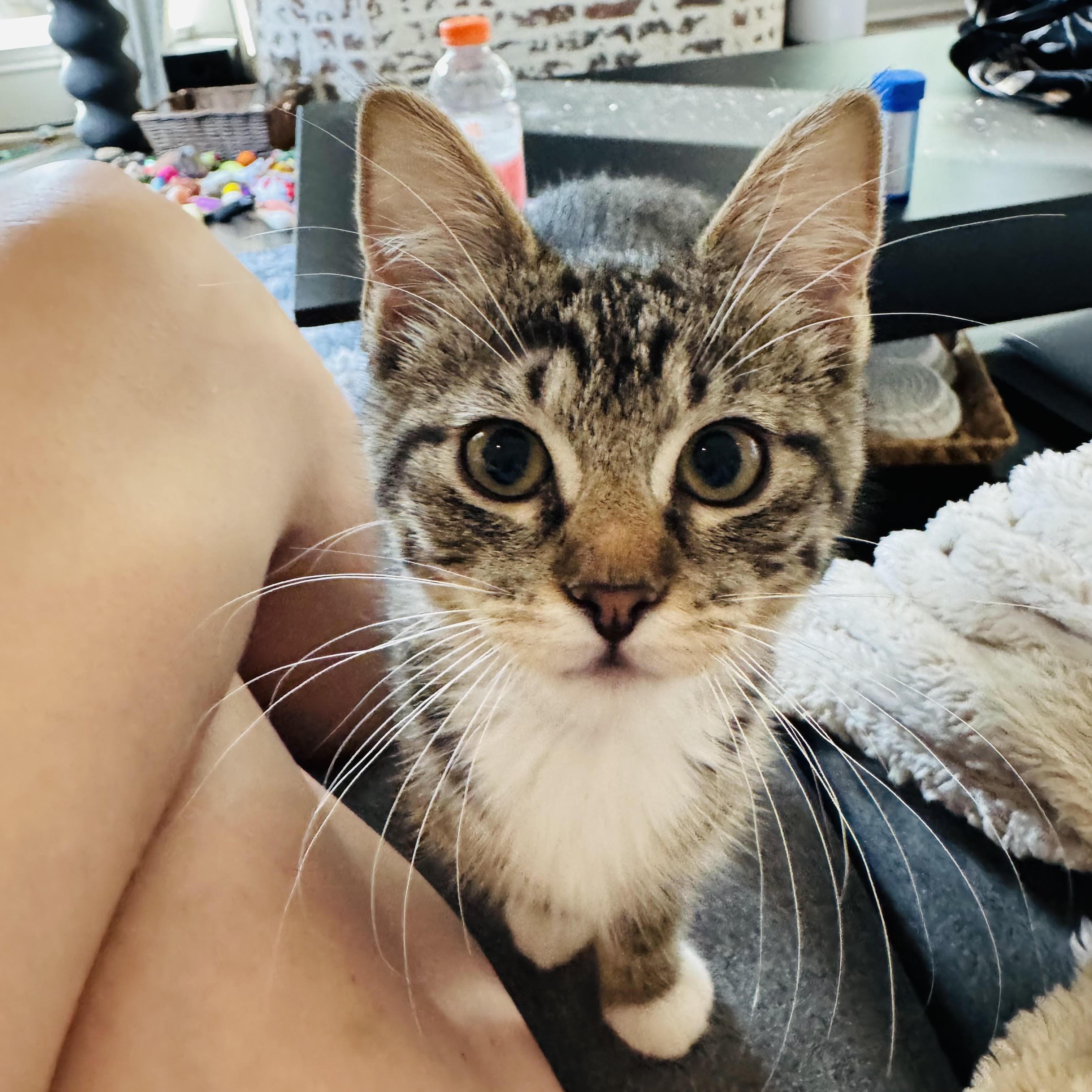 Enlarge Pretzel and Potato Chip, a Adoptable Domestic Short Hair in Colorado Springs, CO image 3/5