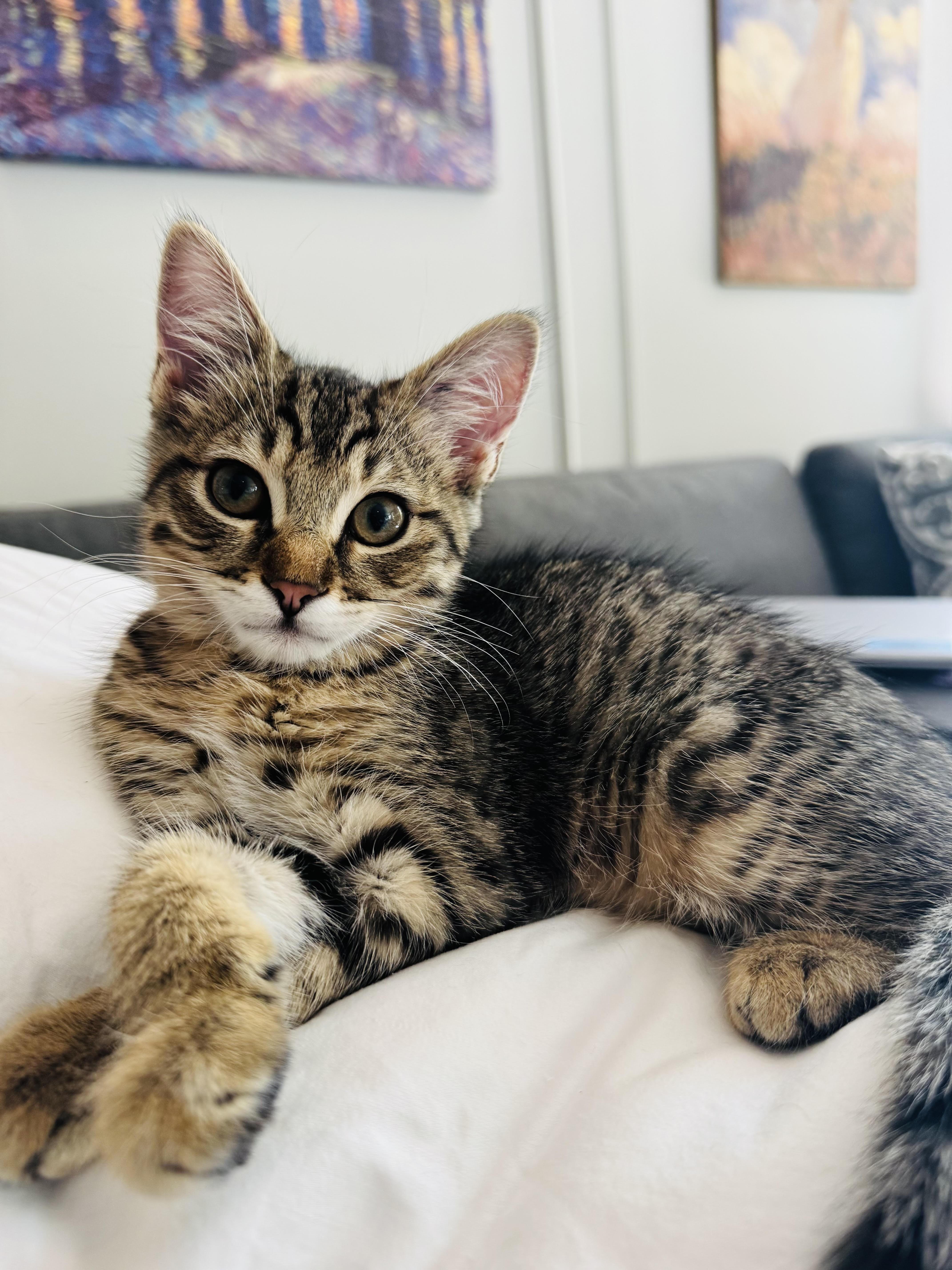 Enlarge Pretzel and Potato Chip, a Adoptable Domestic Short Hair in Colorado Springs, CO image 4/5