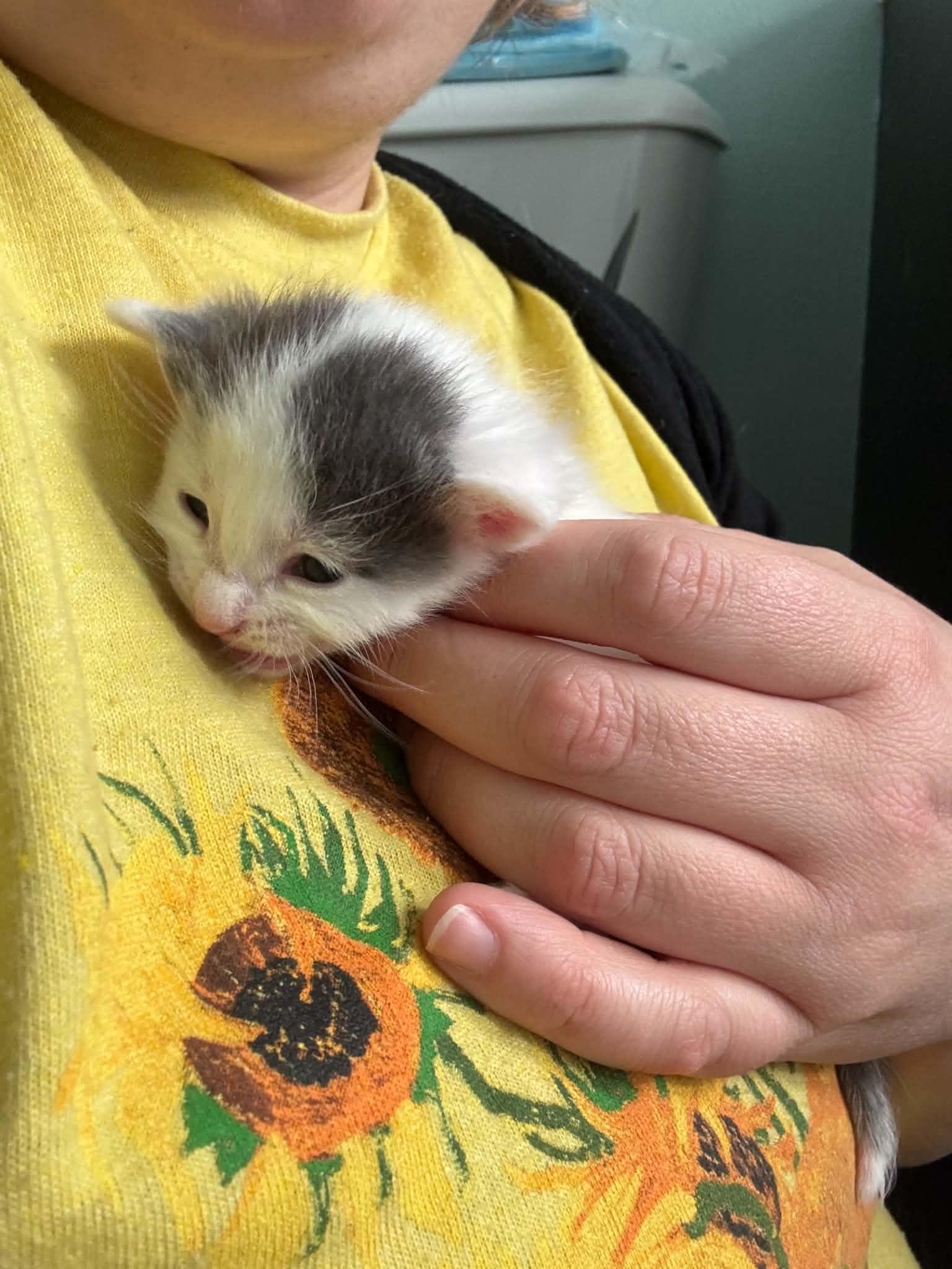 Custard, a ADOPTABLE Domestic Short Hair in Milwaukee, WI image 5/5