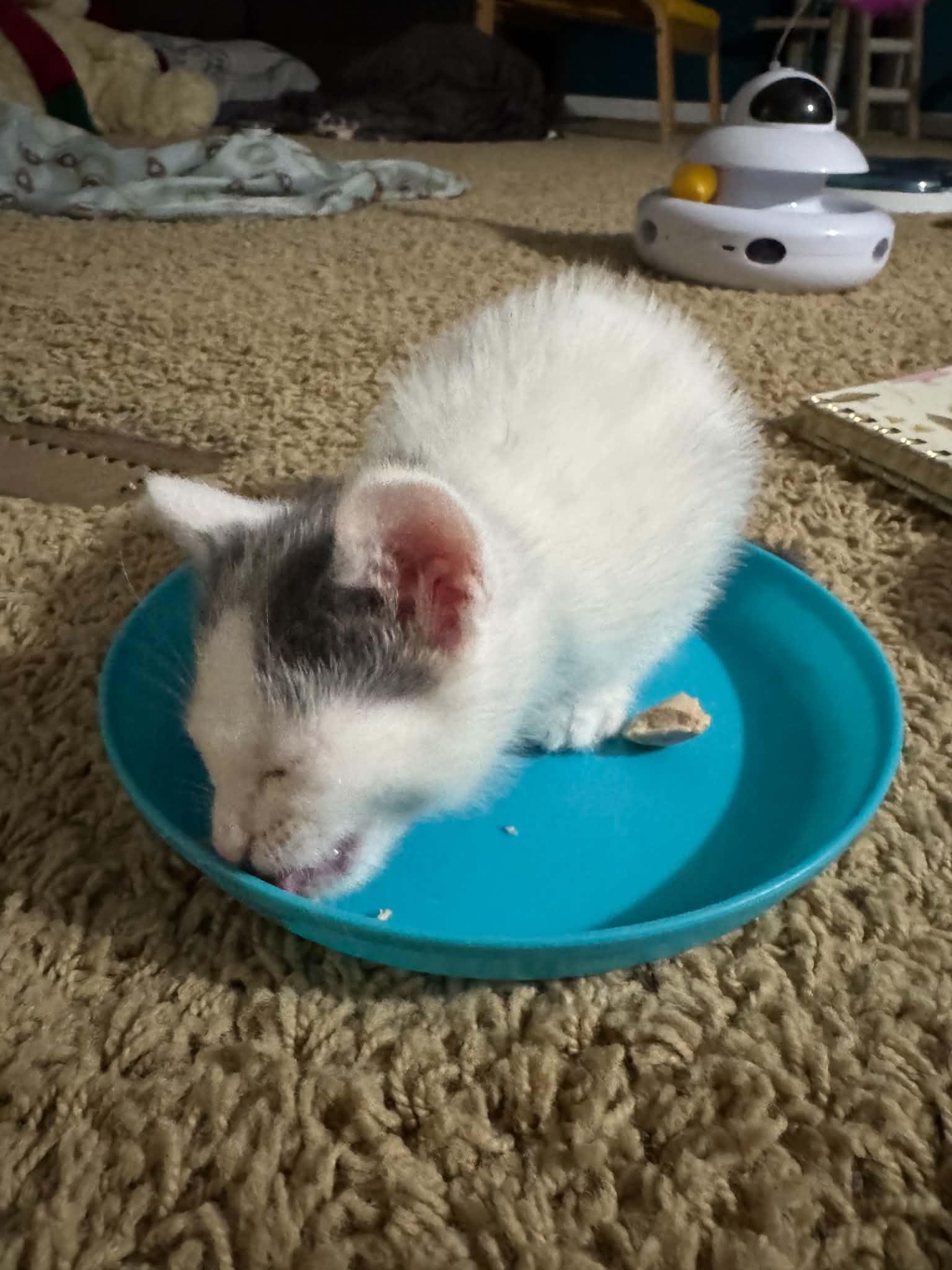 Custard, a ADOPTABLE Domestic Short Hair in Milwaukee, WI image 4/5