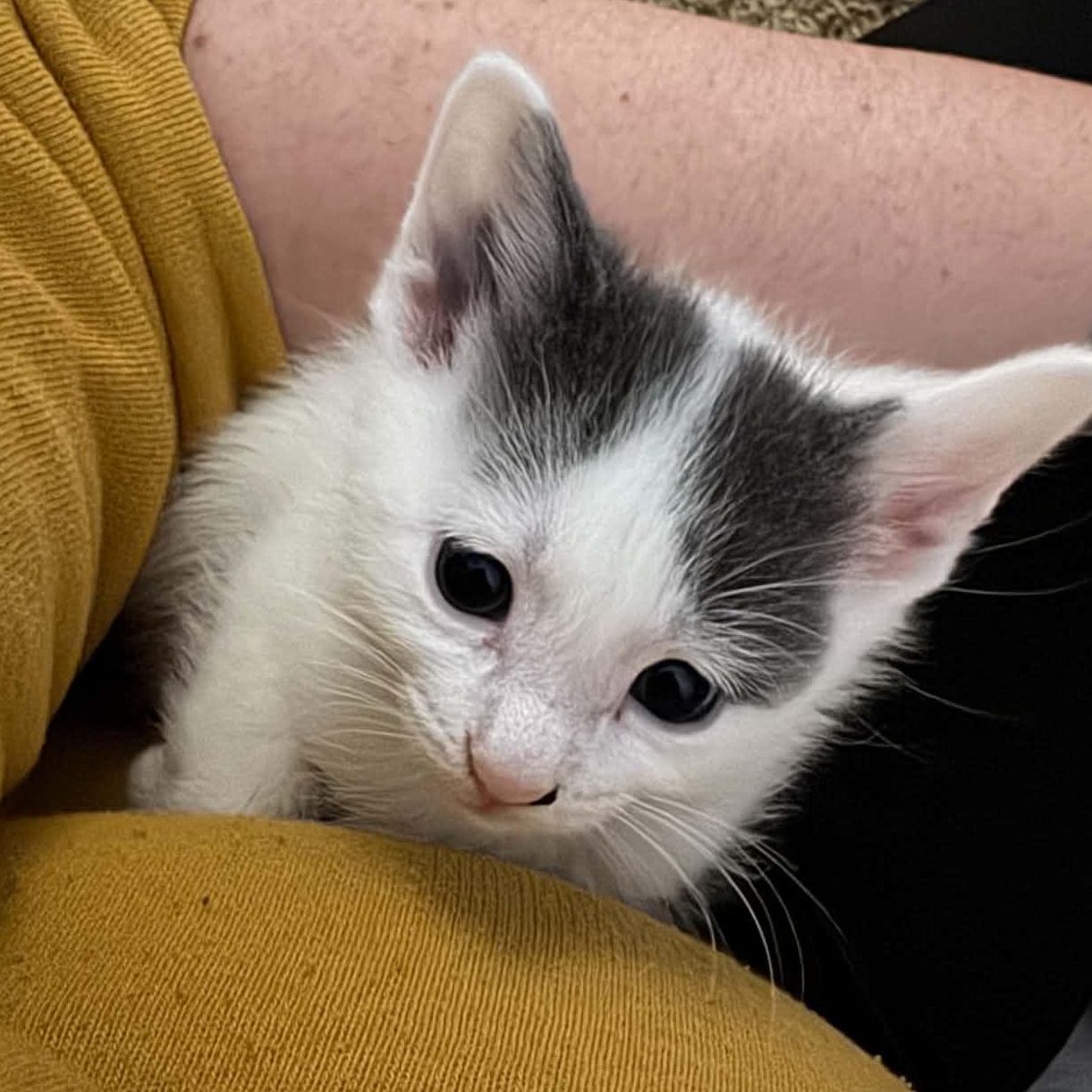 Custard, ADOPTABLE, Kitten Female Domestic Short Hair.