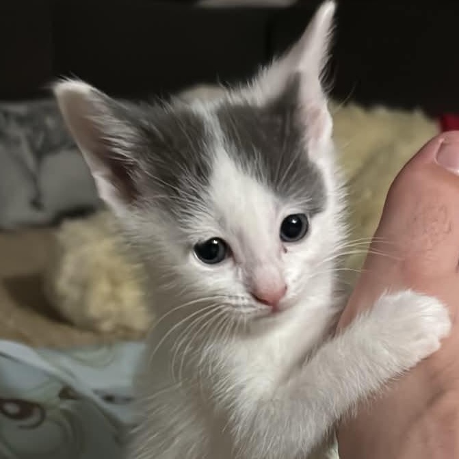 Custard, a ADOPTABLE Domestic Short Hair in Milwaukee, WI image 3/5