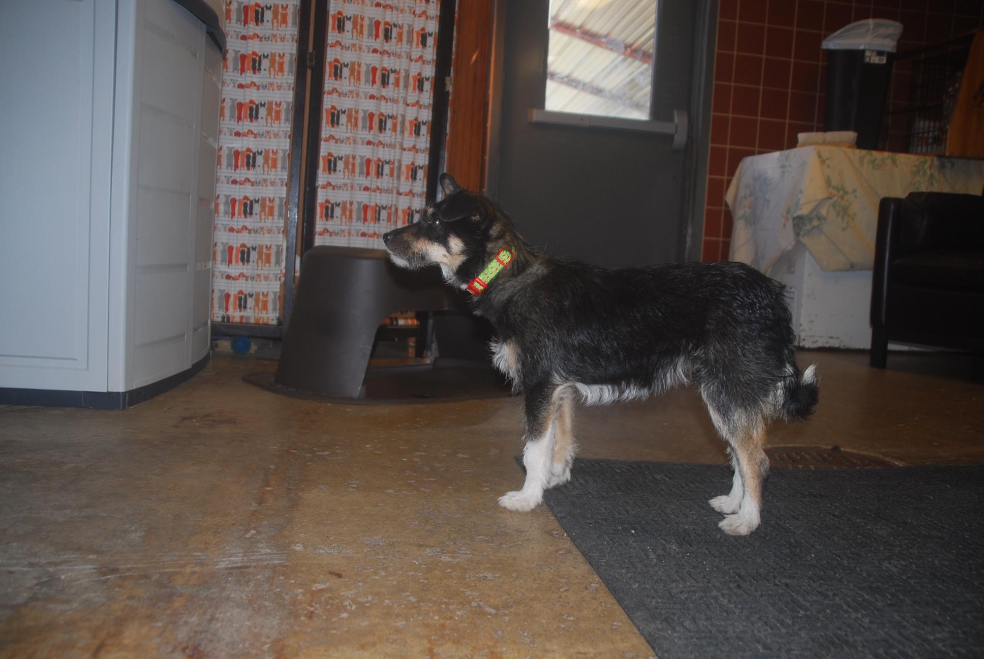 Enlarge Crispy, an adopted mixed breed in Chardon, OH image 6/6