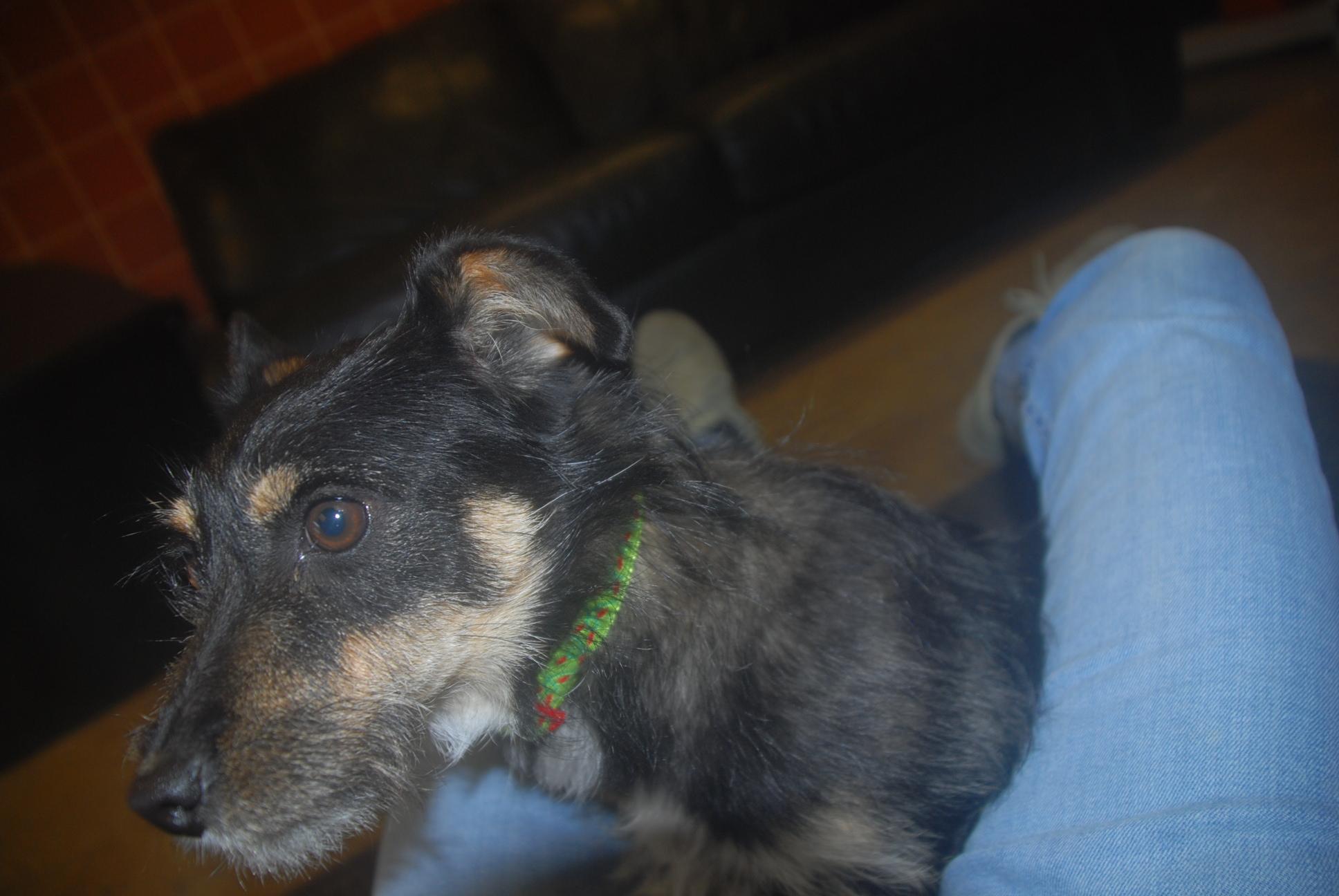 Enlarge Crispy, an adopted mixed breed in Chardon, OH image 4/6