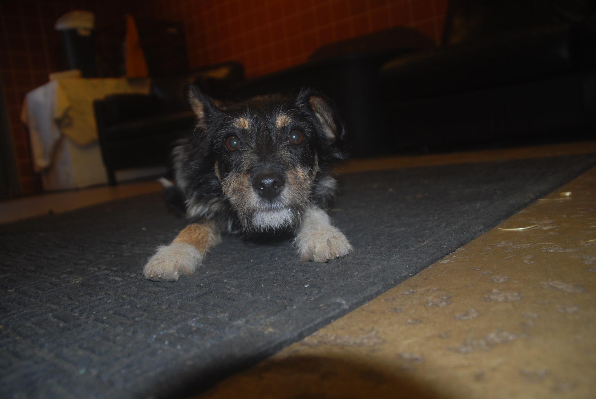 Enlarge Crispy, an adopted mixed breed in Chardon, OH image 3/6