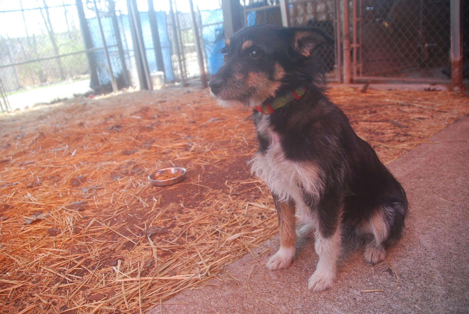 Enlarge Crispy, an adopted mixed breed in Chardon, OH image 1/6