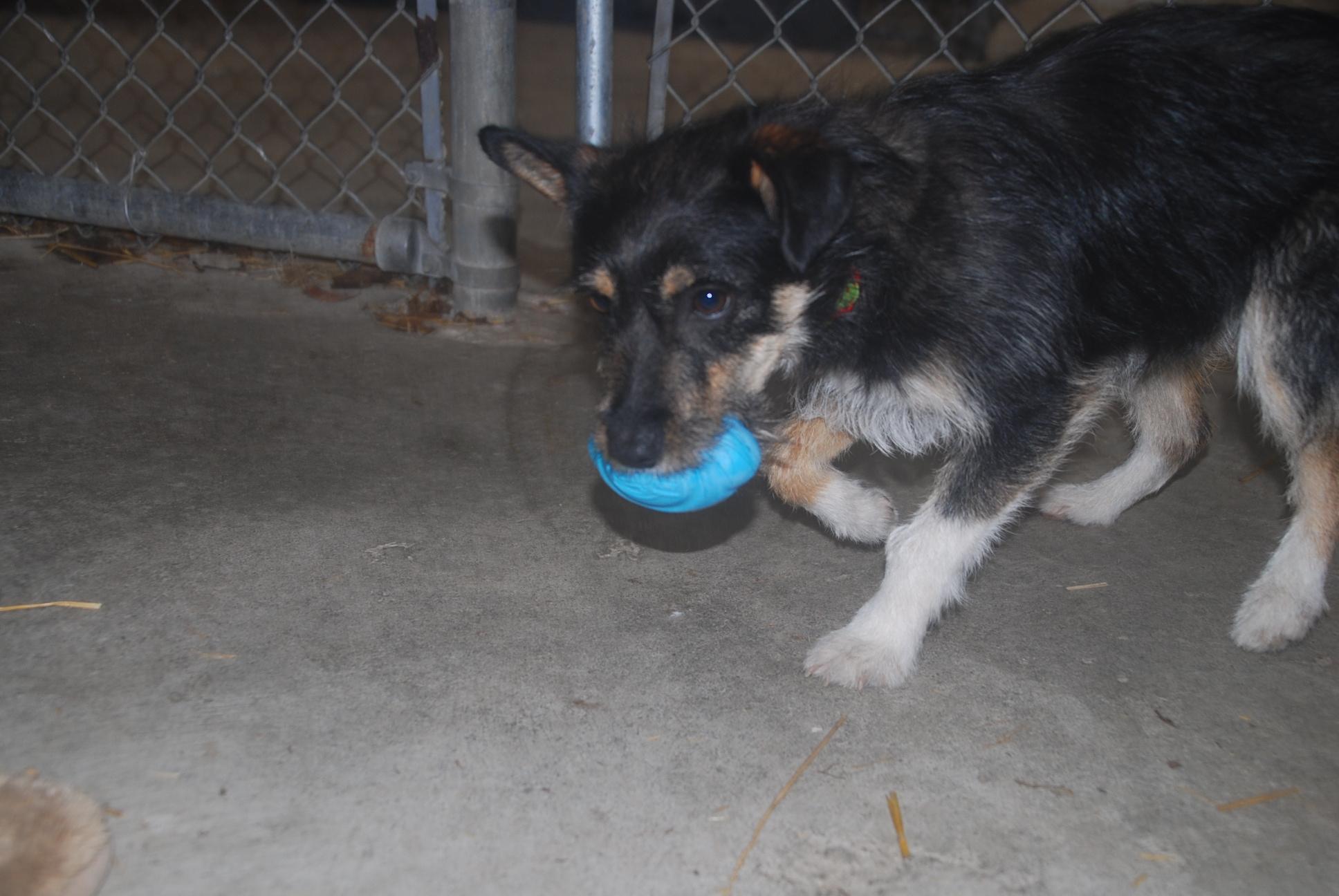 Enlarge Crispy, an adopted mixed breed in Chardon, OH image 5/6