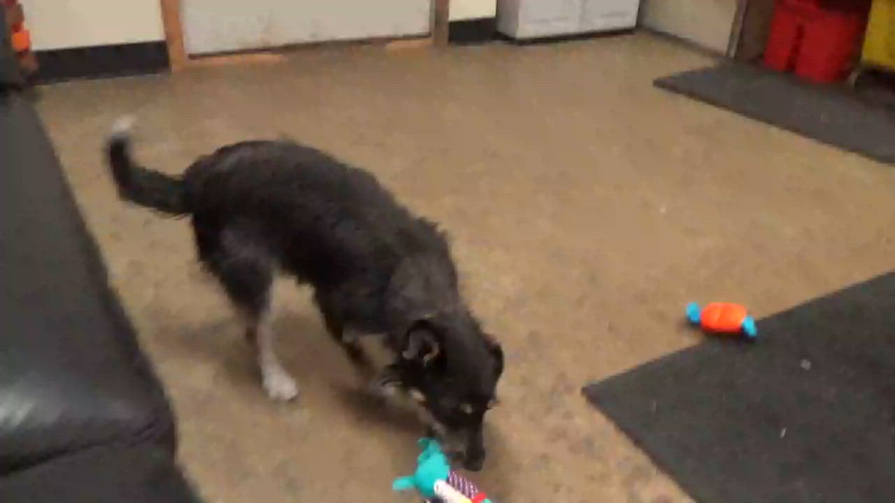 Enlarge Crispy, an adopted mixed breed in Chardon, OH video 2/6