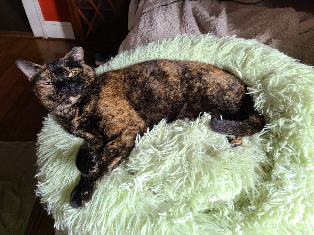 Hannah Grace, Adopted, Adult Female Domestic Short Hair.