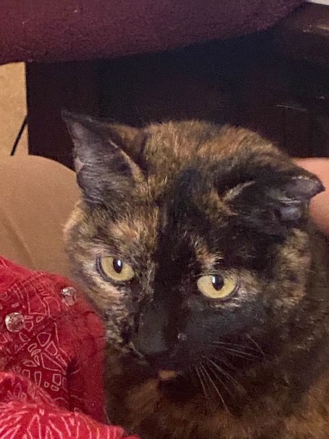 Enlarge Hannah Grace, a Adopted Domestic Short Hair in Greenville, SC image 2/11