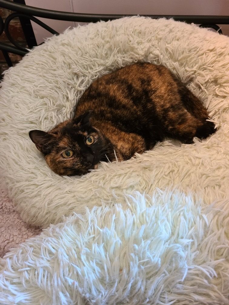 Enlarge Hannah Grace, a Adopted Domestic Short Hair in Greenville, SC image 3/11