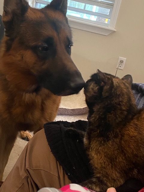 Enlarge Hannah Grace, a Adopted Domestic Short Hair in Greenville, SC image 4/11